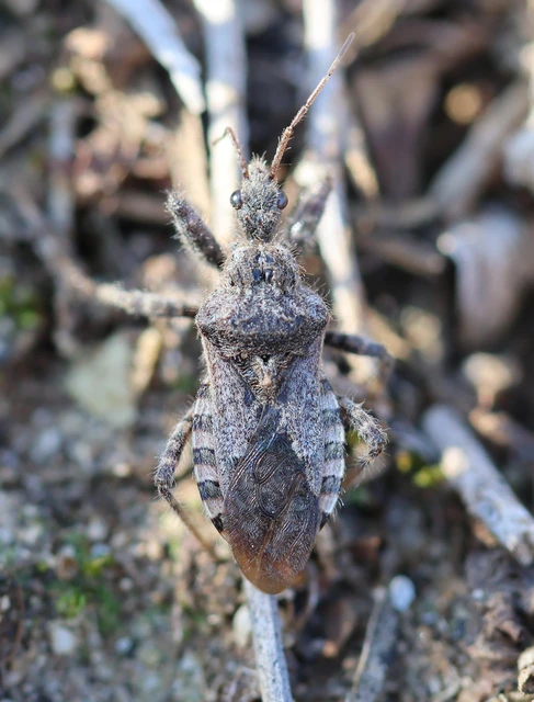Coranus