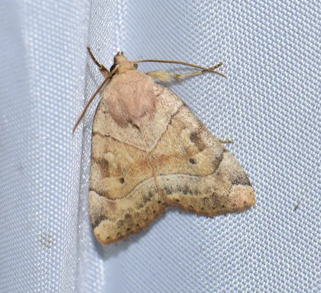 Cosmia trapezina - közönséges lombbagoly