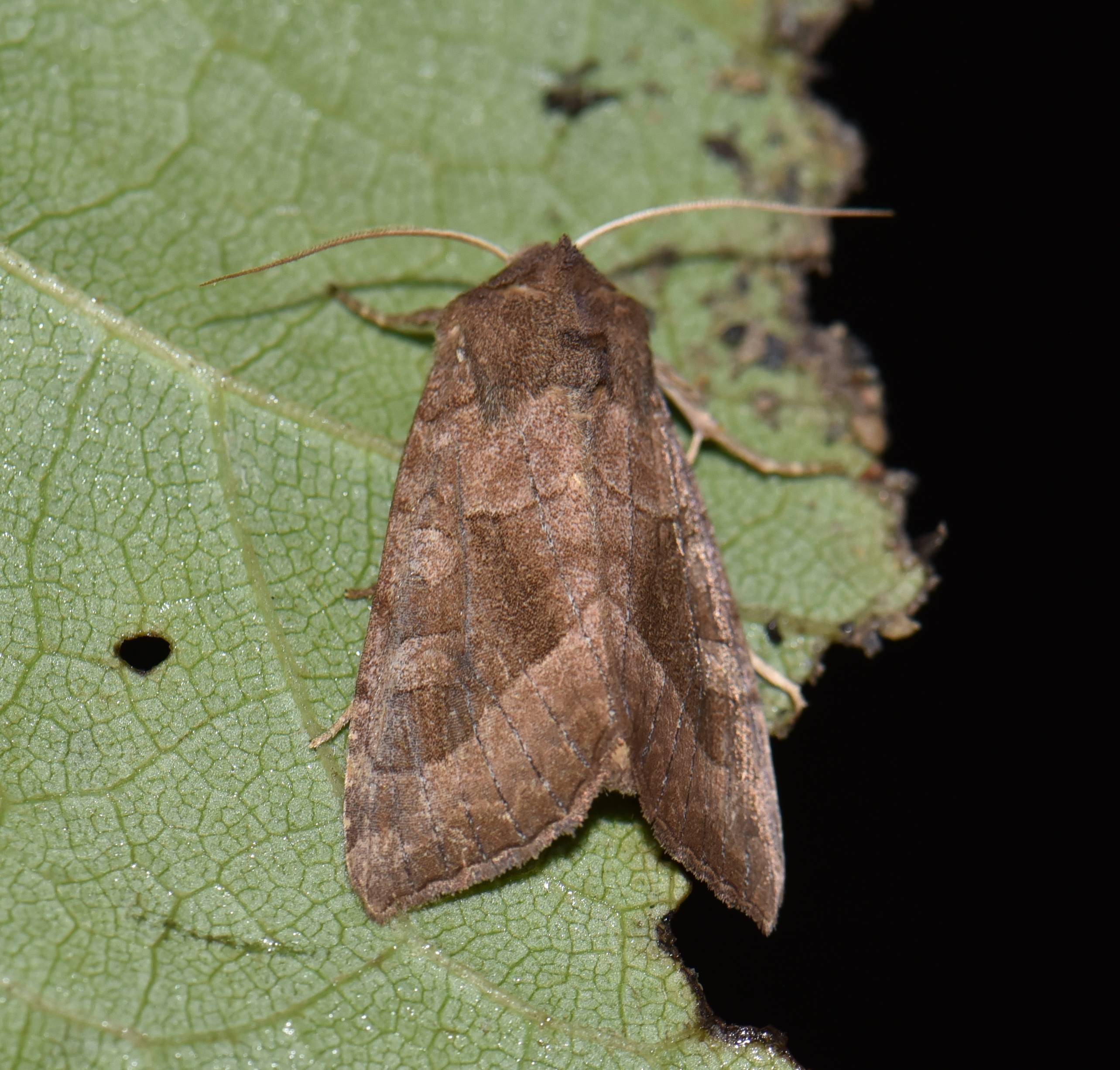 Hydraecia petasitis - nagy acsalapubagoly