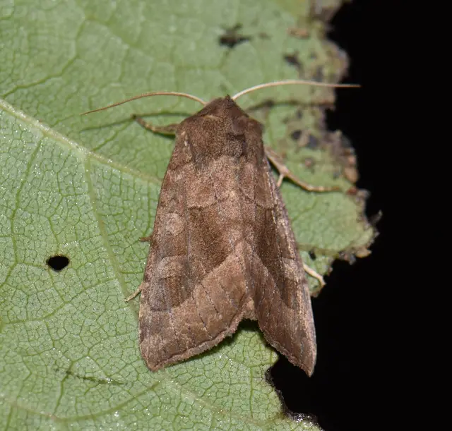 Hydraecia petasitis - nagy acsalapubagoly