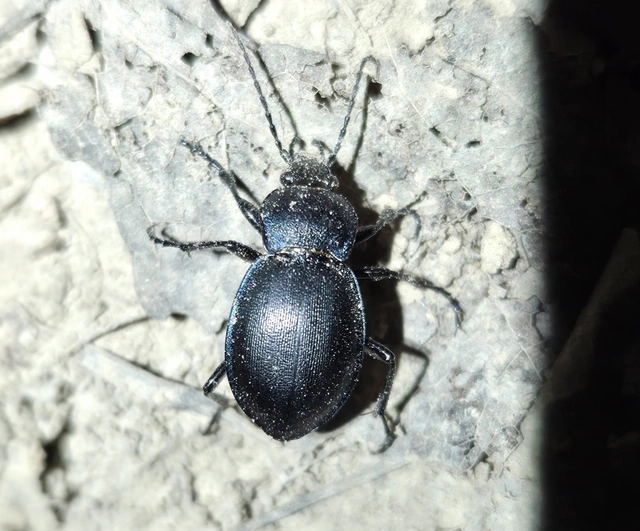 Carabus convexus - selymes futrinka Carabus convexus - selymes futrinka