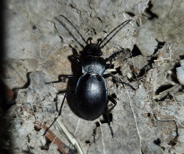 Carabus convexus - selymes futrinka Carabus convexus - selymes futrinka