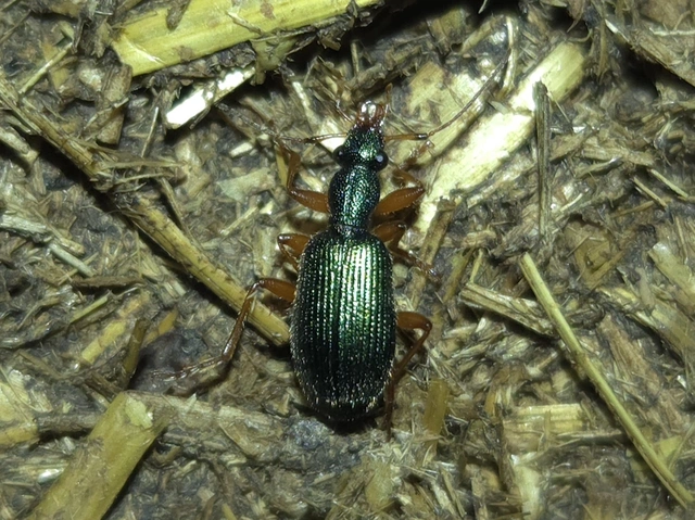 Drypta dentata - atlaszfutó