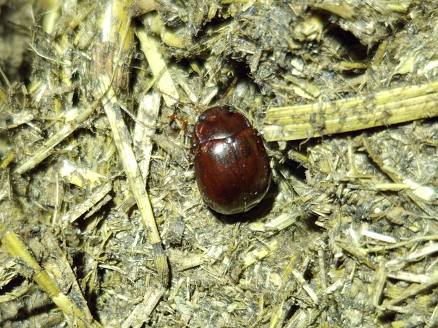Chrysolina staphylaea - tavaszi levélbogár
