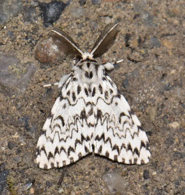Lymantria monacha - apácalepke