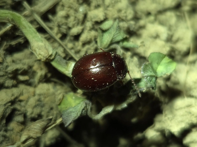 Chrysolina staphylaea - tavaszi levélbogár
