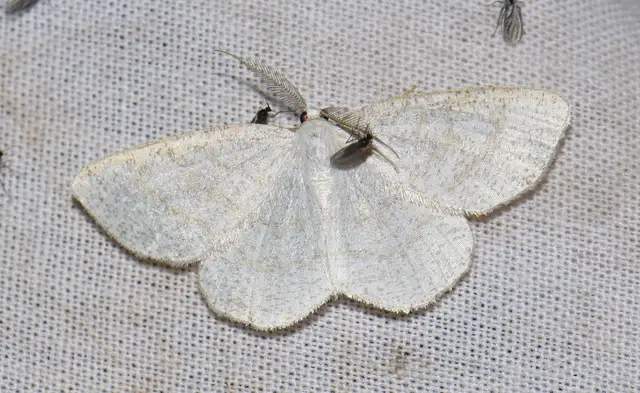 Cabera exanthemata - pettyes égeraraszoló