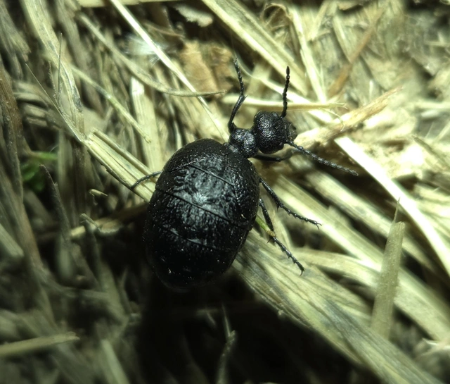 Meloe rugosus - ráncos nünüke