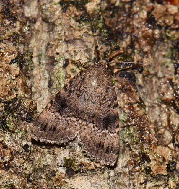 Amphipyra berbera/pyramidea