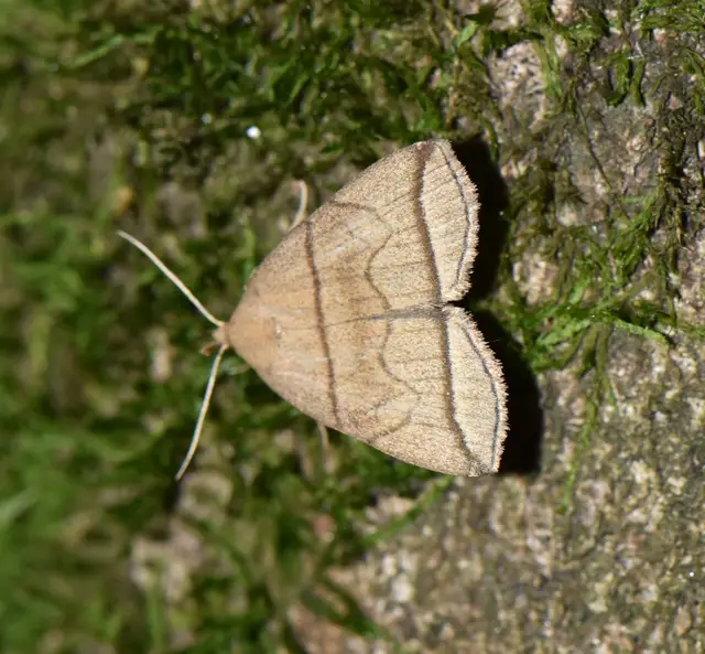 Herminia grisealis - ligeti karcsúbagoly