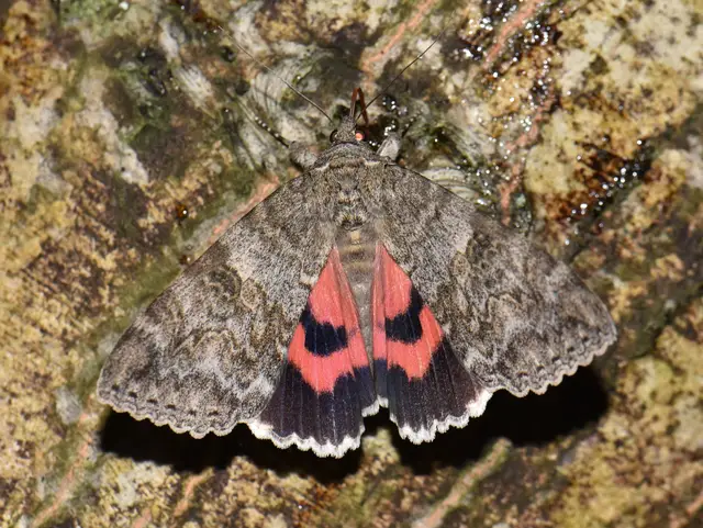 Catocala nupta - piros övesbagoly