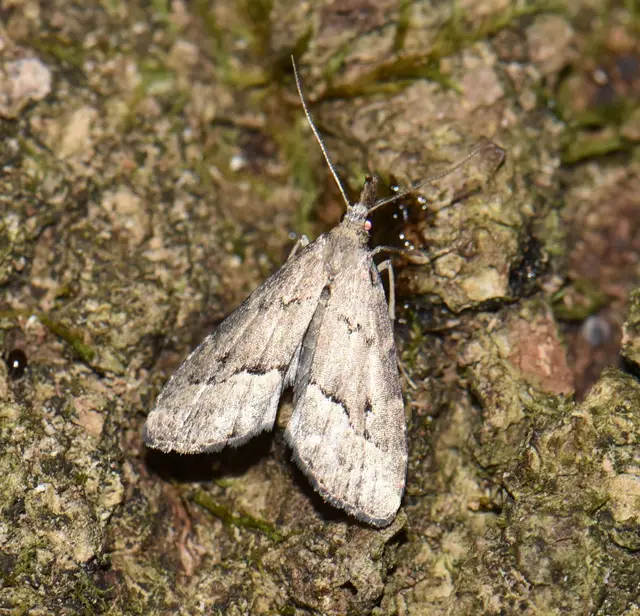 Schrankia taenialis - lomberdei karcsúbagoly