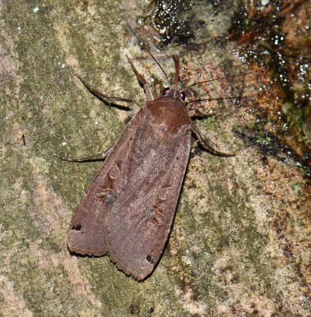 Noctua pronuba - nagy sárgafűbagoly