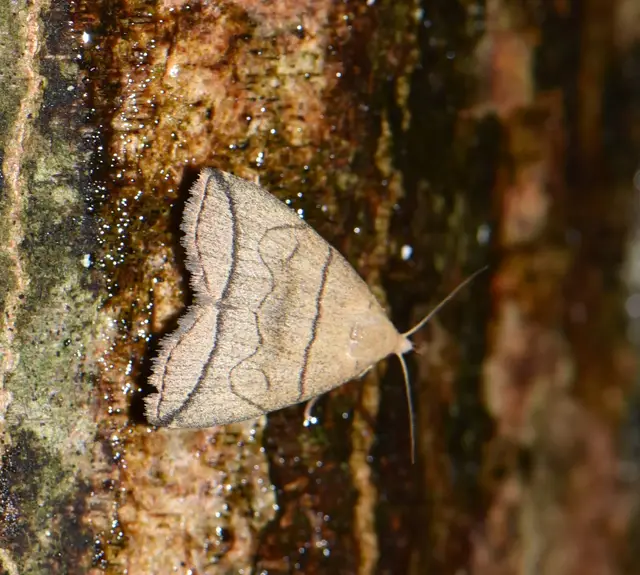Herminia grisealis - ligeti karcsúbagoly