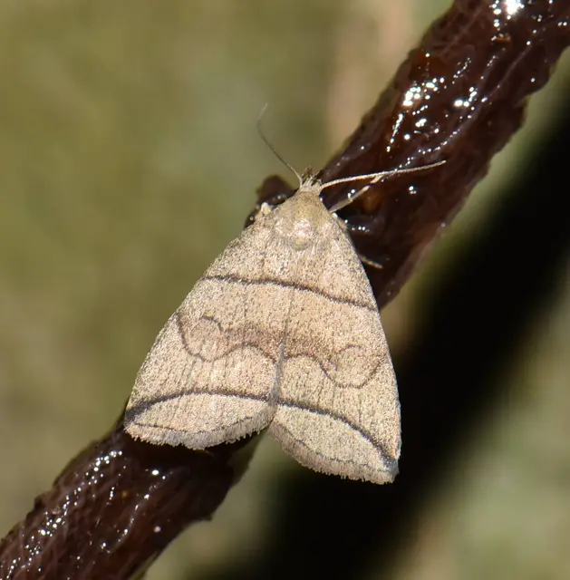 Herminia grisealis - ligeti karcsúbagoly