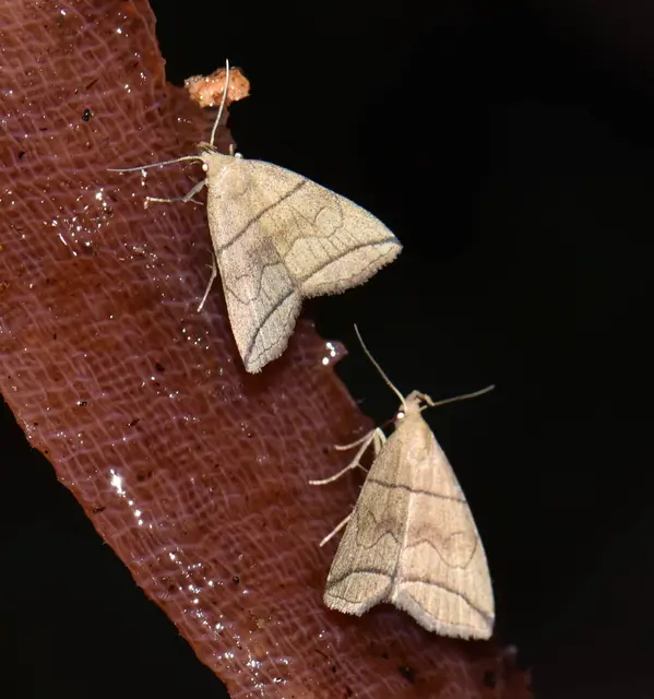 Herminia grisealis - ligeti karcsúbagoly