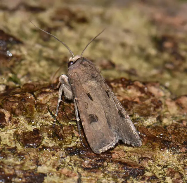 Agrotis exclamationis - felkiáltójeles földibagoly