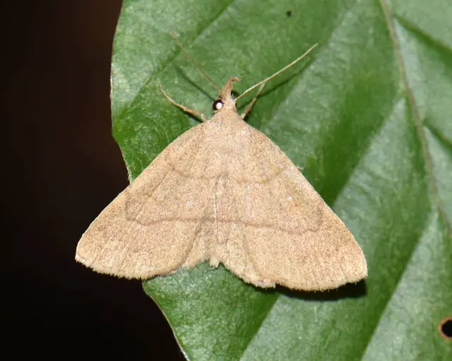 Paracolax tristalis - sárgás karcsúbagoly