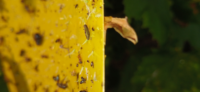 Agrilus