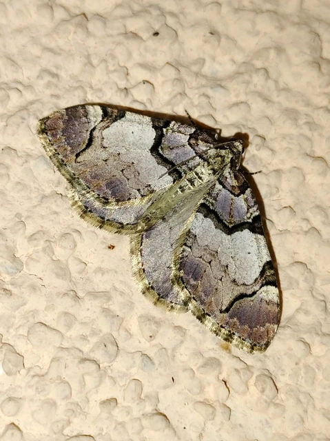 Anticlea derivata - vadrózsa-tarkaaraszoló