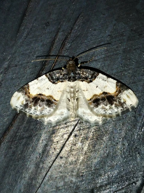 Ligdia adustata - barna levélaraszoló