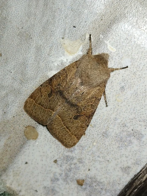 Orthosia cerasi - közepes barkabagoly
