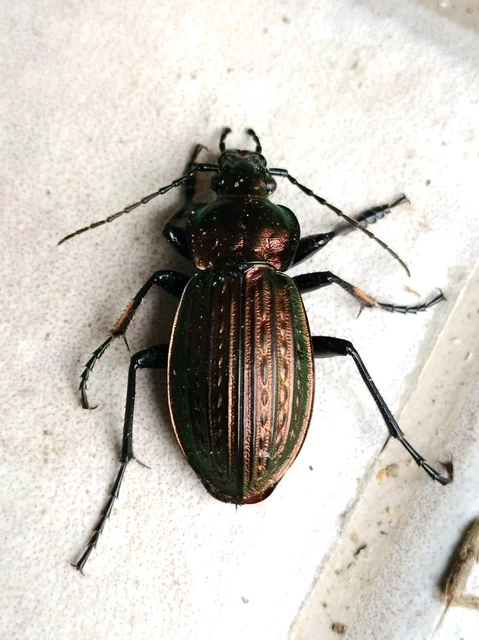Carabus ulrichii - rezes futrinka Carabus ulrichii - rezes futrinka