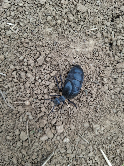 Meloe proscarabaeus - közönséges nünüke