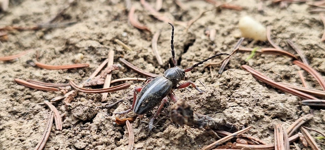 Dorcadion pedestre - kétsávos gyalogcincér Dorcadion pedestre - kétsávos gyalogcincér