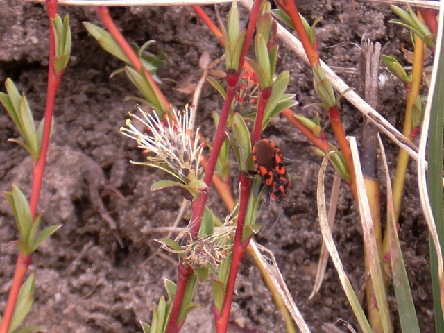 Spilostethus saxatilis - virágbodobács