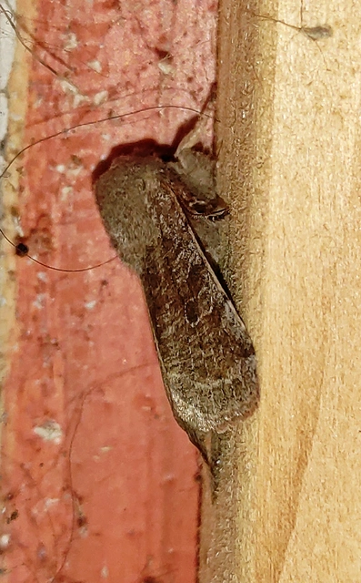 Orthosia incerta - változékony barkabagoly