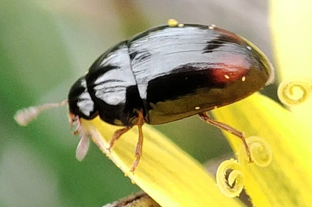 Phalacridae - kalászbogárfélék Phalacridae - kalászbogárfélék