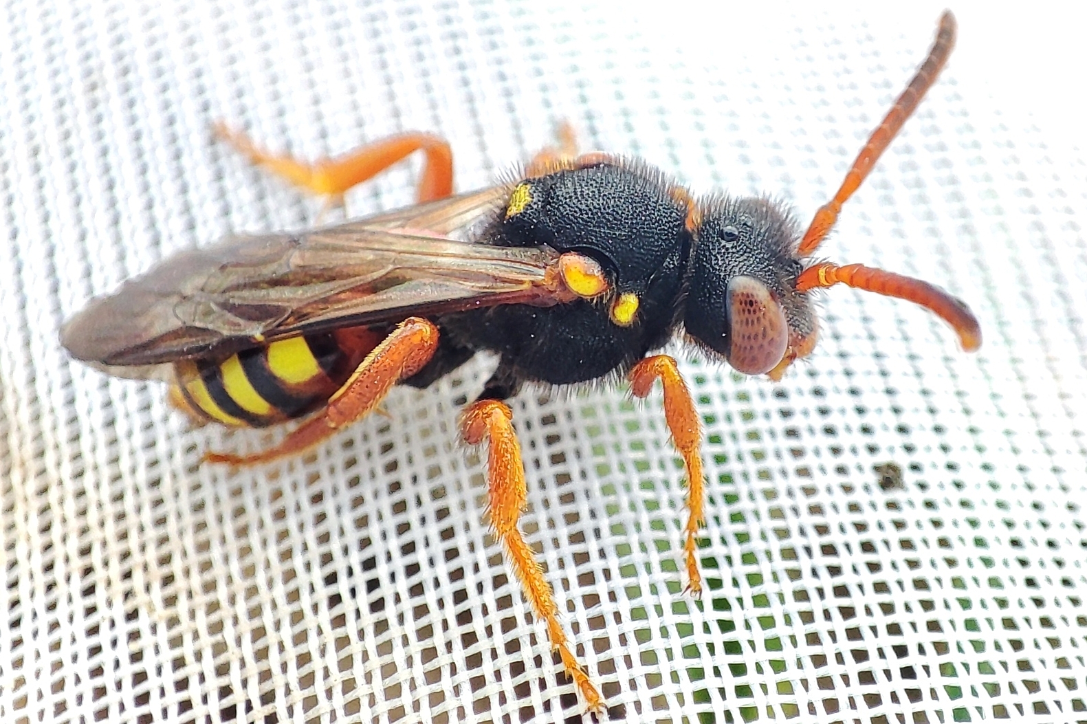 Nomada fucata