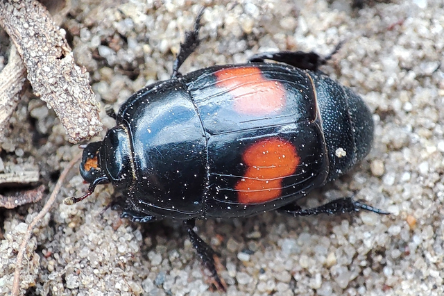 Margarinotus bipustulatus - vörösfoltos sutabogár Margarinotus bipustulatus - vörösfoltos sutabogár