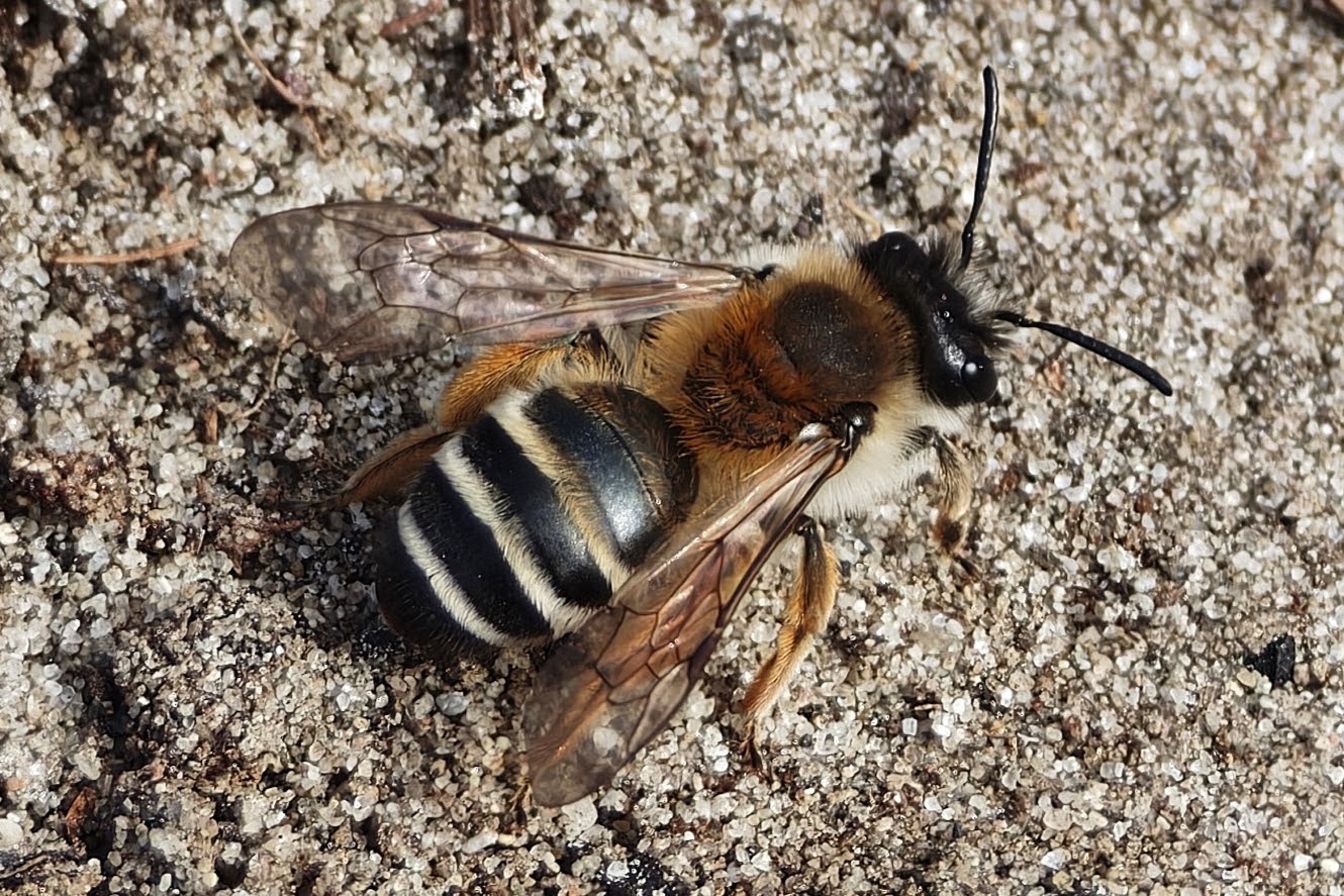 Andrena gravida