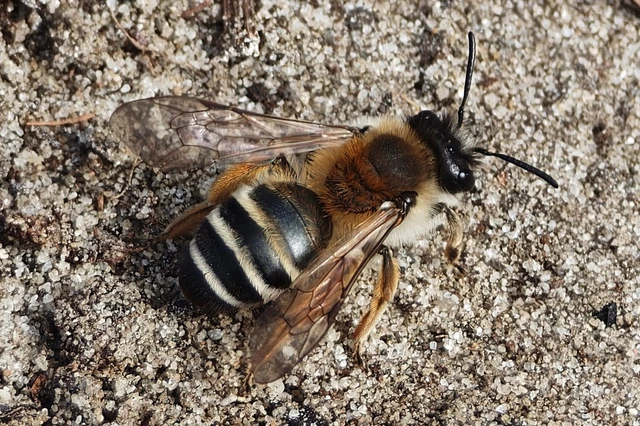 Andrena gravida