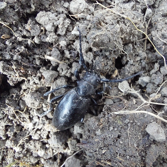 Dorcadion aethiops - fekete gyalogcincér