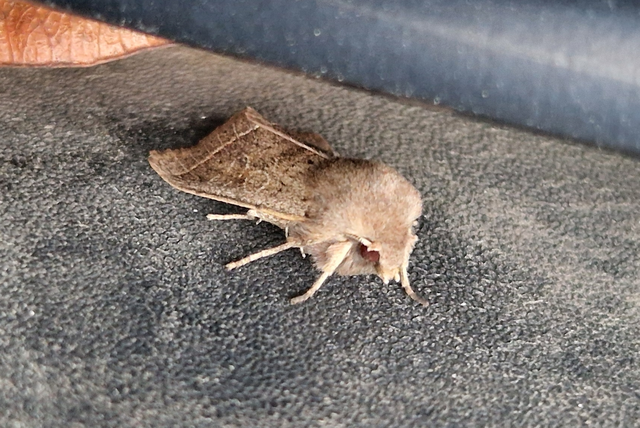 Orthosia cerasi - közepes barkabagoly