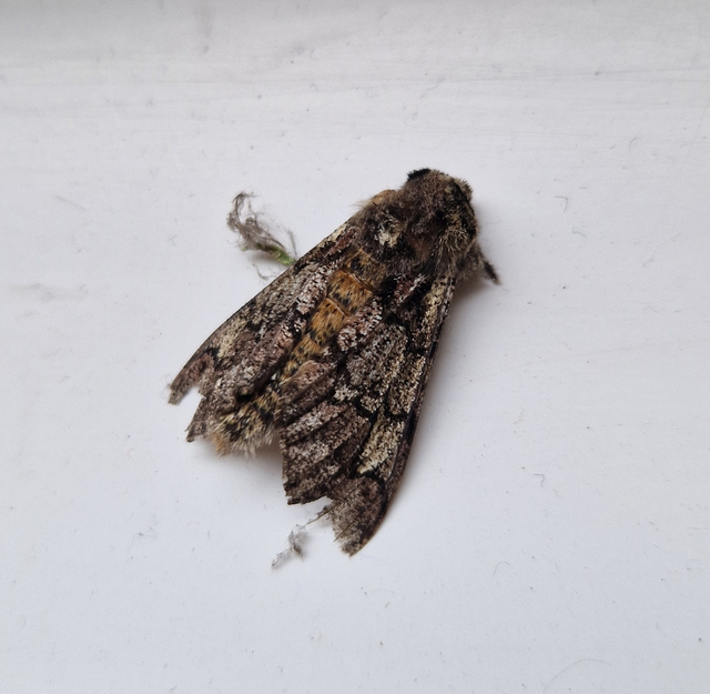 Biston strataria - barnapettyes araszoló