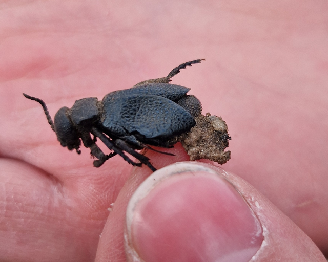 Meloe cicatricosus - óriásnünüke