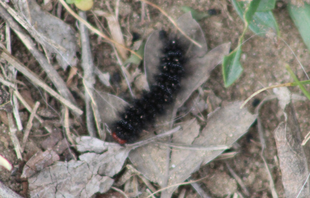 Melitaea cinxia - réti tarkalepke