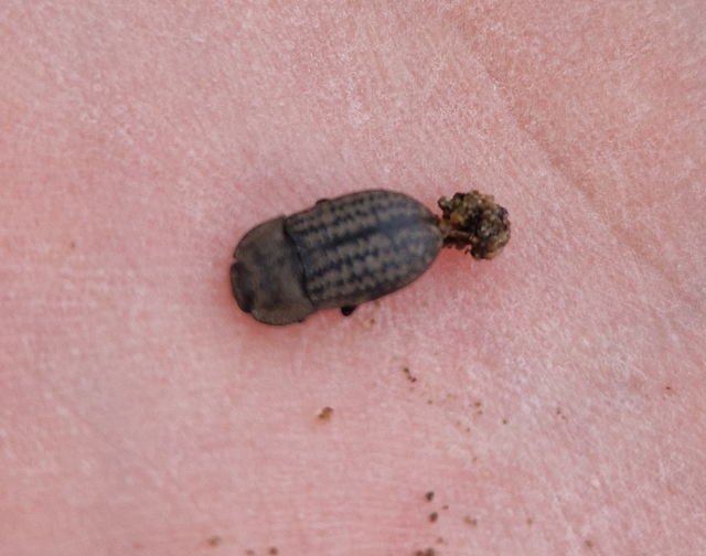 Opatrum sabulosum - sároshátú gyászbogár Opatrum sabulosum - sároshátú gyászbogár