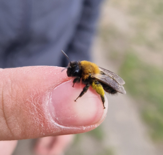 Andrena clarkella