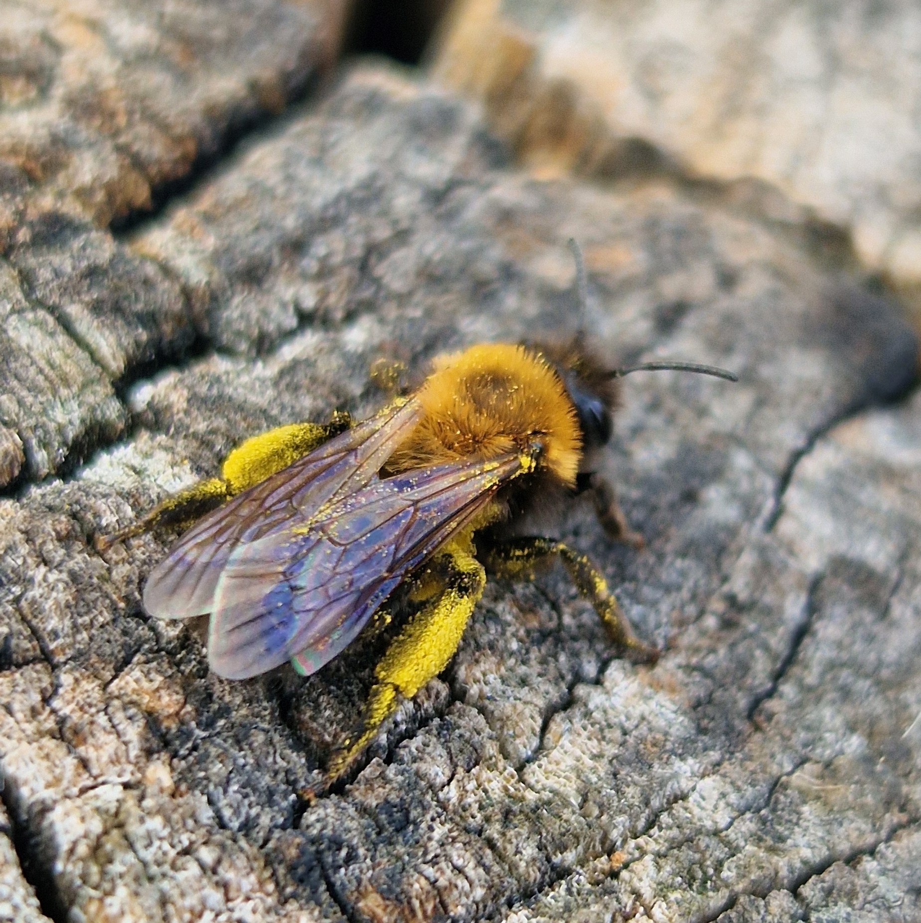Andrena clarkella