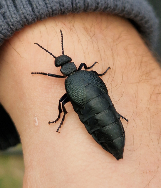 Meloe cicatricosus - óriásnünüke