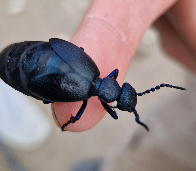Meloe proscarabaeus - közönséges nünüke