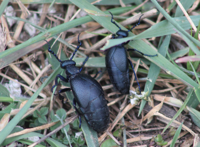 Meloe proscarabaeus - közönséges nünüke