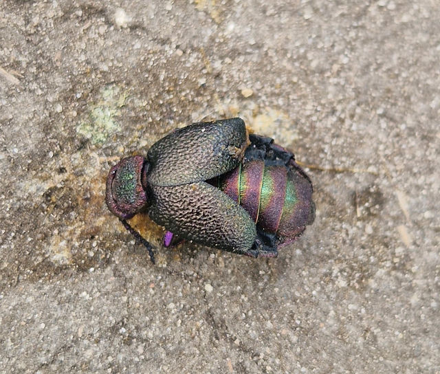 Meloe variegatus - pompás nünüke Meloe variegatus - pompás nünüke