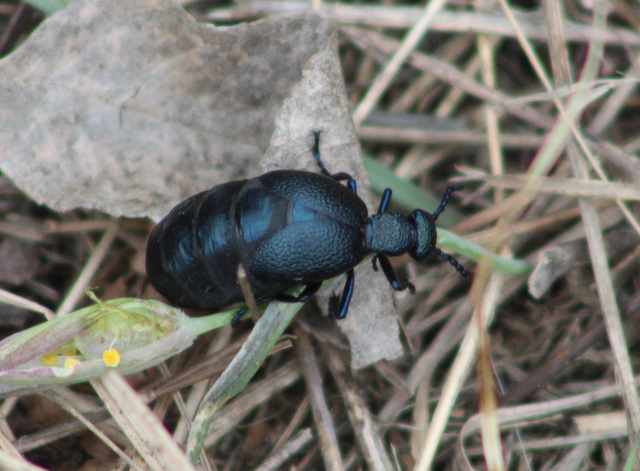 Meloe proscarabaeus - közönséges nünüke