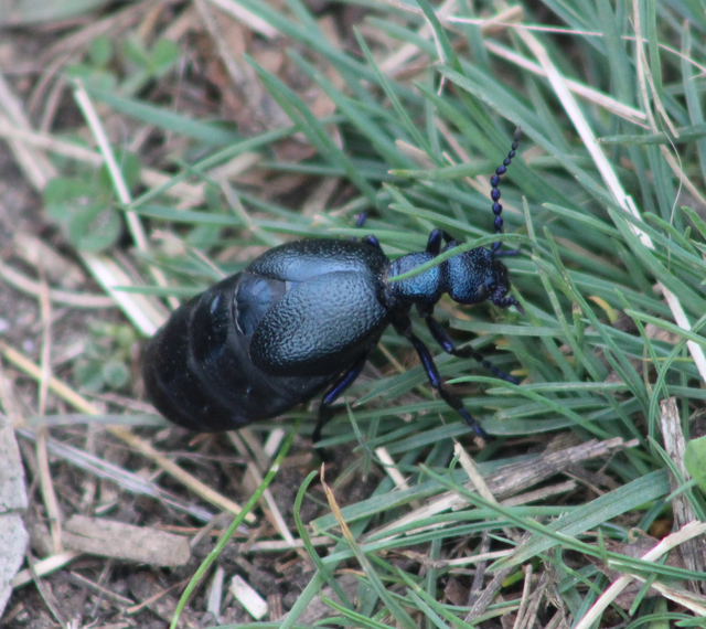 Meloe proscarabaeus - közönséges nünüke
